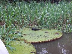 Victoria amazonica