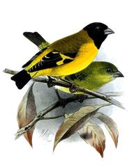 Saffron Siskin photo 2