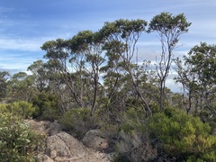 Eucalyptus angulosa