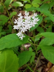 Asclepias quadrifolia