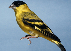 Yellow-Faced Siskin photo 2