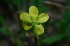 Ranunculus ternatus
