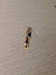 Pseudochelaria