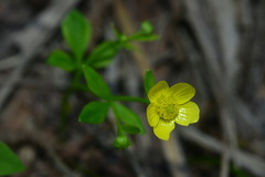 Ranunculus ternatus