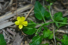 Ranunculus ternatus