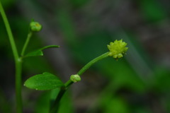 Ranunculus ternatus