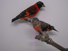 Red Siskin photo 1