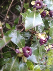 Pittosporum crassifolium