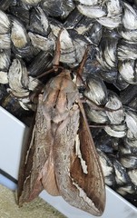 Abantiades labyrinthicus