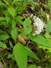 Asclepias quadrifolia