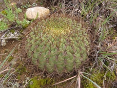 Matucana aureiflora