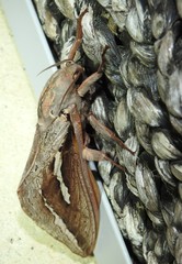 Abantiades labyrinthicus