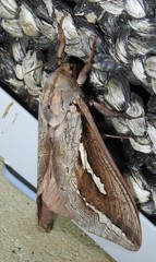 Abantiades labyrinthicus