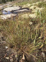 Juncus georgianus