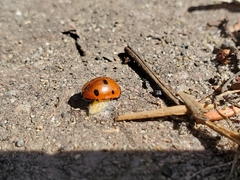 Dinocampus coccinellae paralysis virus