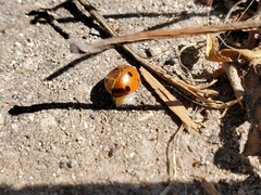 Dinocampus coccinellae paralysis virus