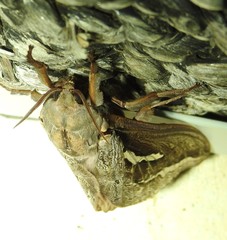 Abantiades labyrinthicus