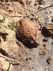 Phrynosoma braconnieri