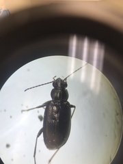 Bembidion cheyennense