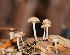 Roridomyces austrororidus