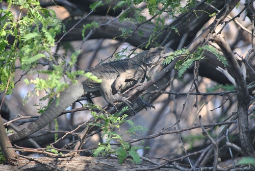 Cyclura cornuta