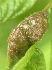 Contarinia negundinis