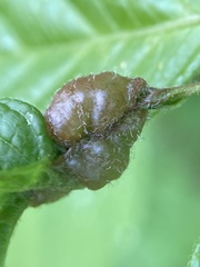 Contarinia negundinis