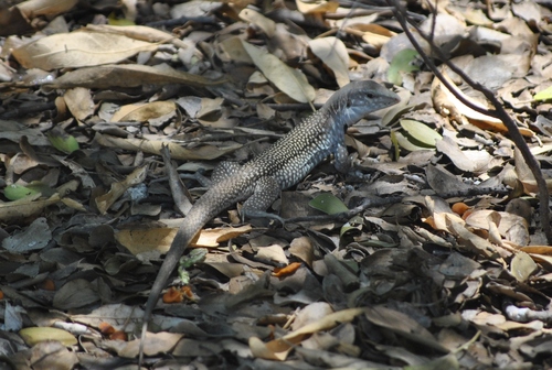 Pholidoscelis chrysolaemus