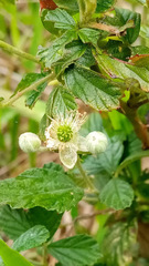 Rubus cuneifolius image