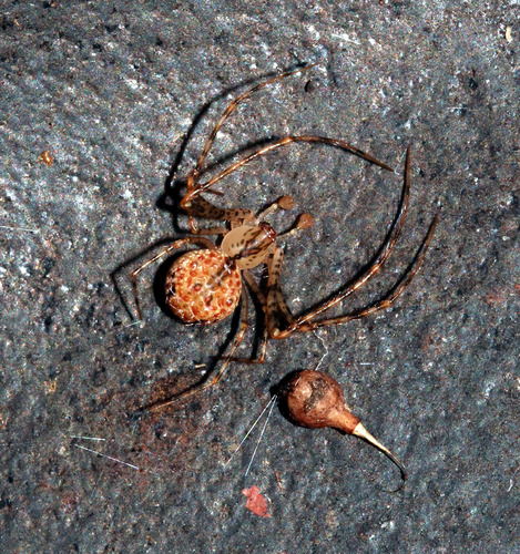 Australomimetus diabolicus