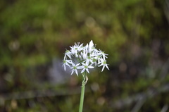 Allium speculae