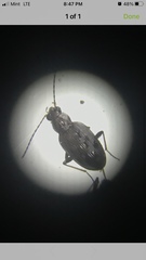 Bembidion inaequale