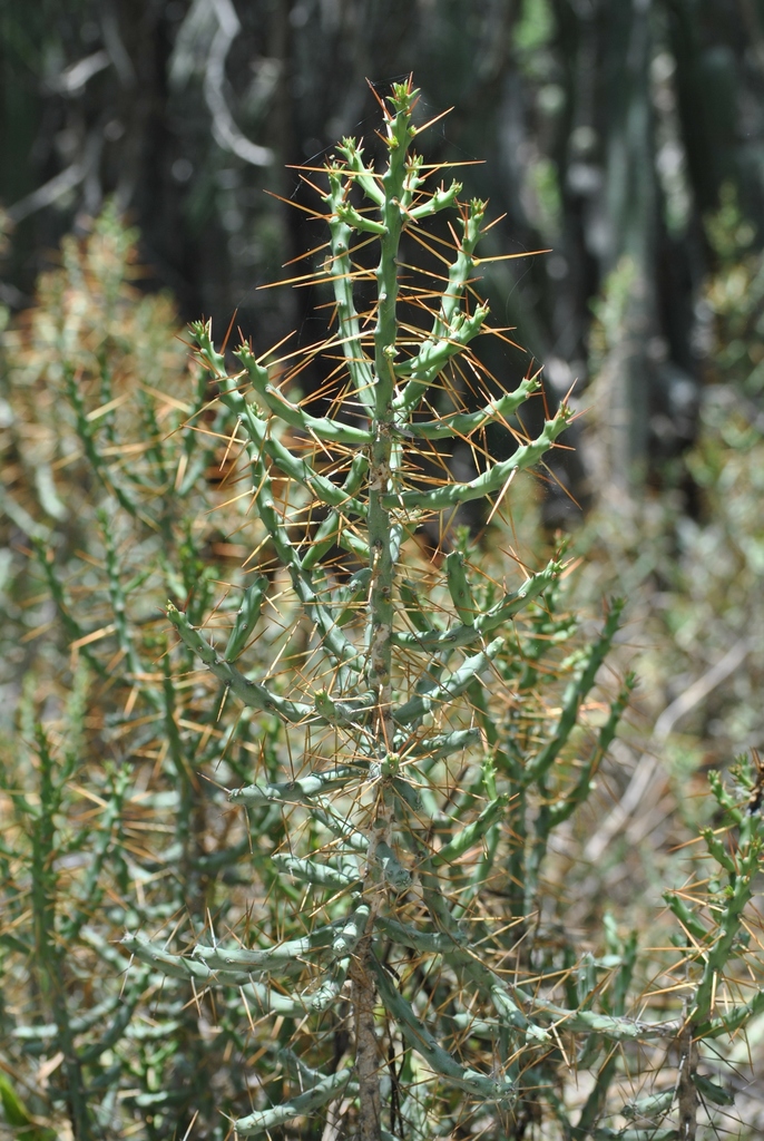 Cylindropuntia caribaea