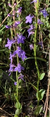 Lobelia gattingeri