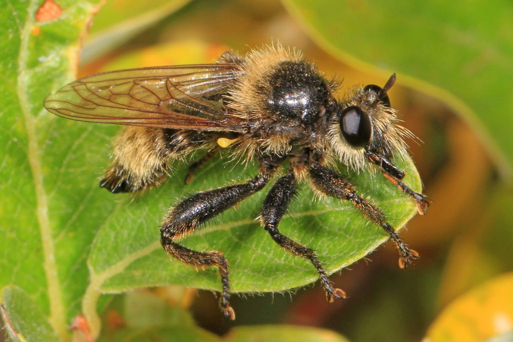 Two-toned Laphria