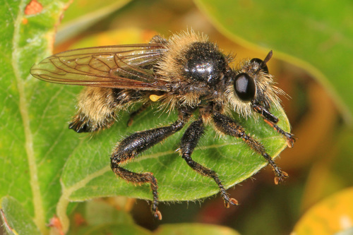 Two-toned Laphria