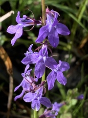 Lobelia gattingeri