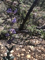 Penstemon pachyphyllus