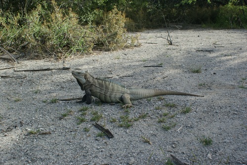 Cyclura ricordii