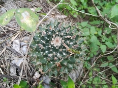 Mammillaria melanocentra melanocentra