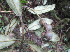 Styrax trichocalyx