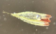 Ptychostomum creberrimum