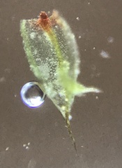 Ptychostomum creberrimum