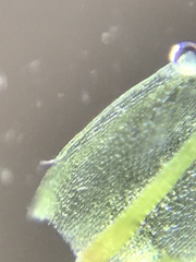 Ptychostomum creberrimum