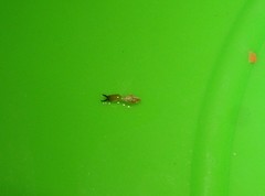 Microcerotermes