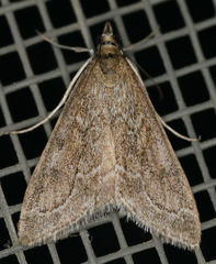 Pyrausta napaealis