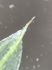 Ptychostomum creberrimum