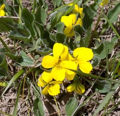 Viola nuttallii