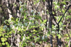 Amelanchier humilis