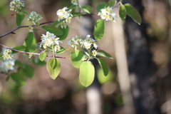 Amelanchier humilis